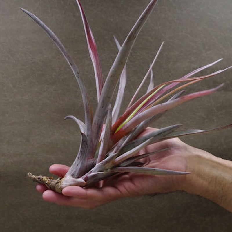 カピタータ ファイヤーオレンジ 07号 | air-plants TENGU-DO