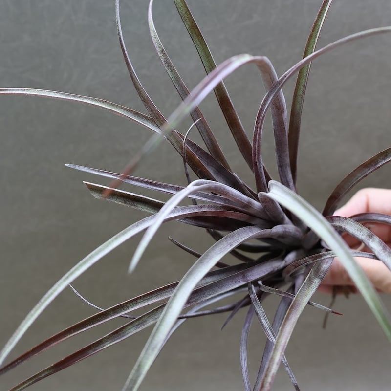 カピタータ ドミンゲンシス 43号 | air-plants TENGU-DO