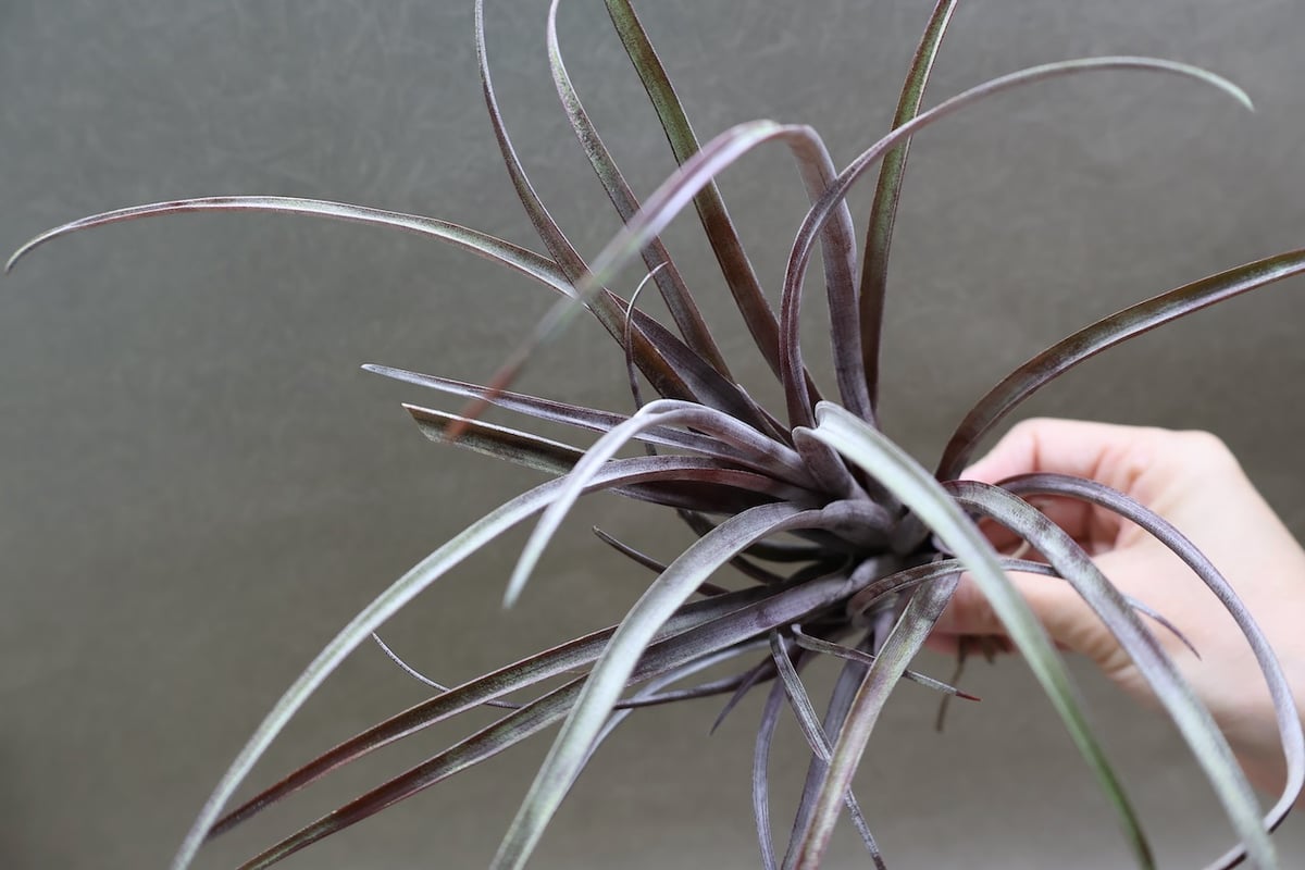 カピタータ ドミンゲンシス 43号 | air-plants TENGU-DO
