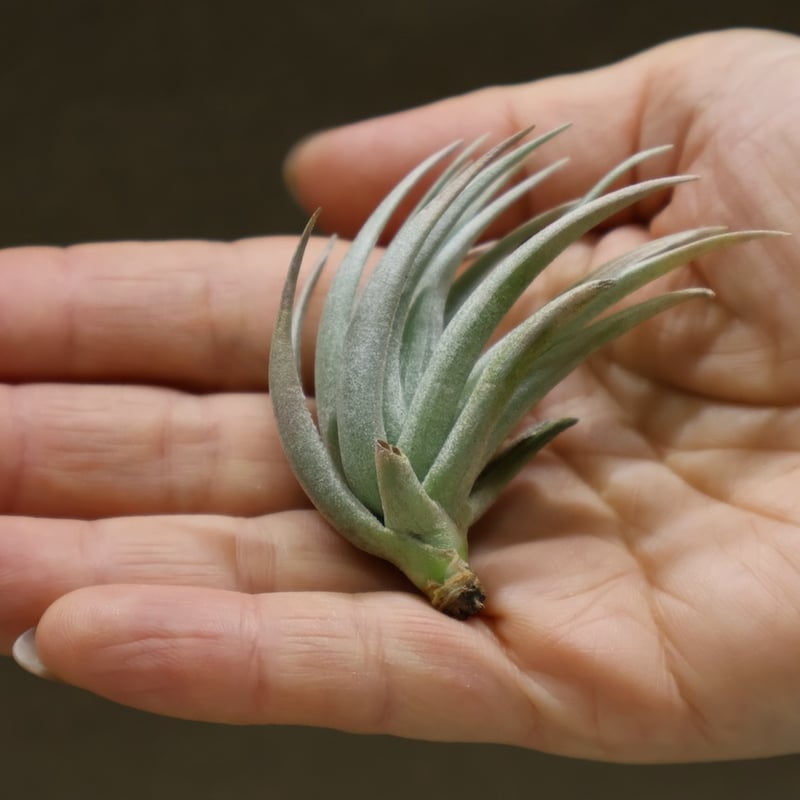 カルミネア 18号 | air-plants TENGU-DO