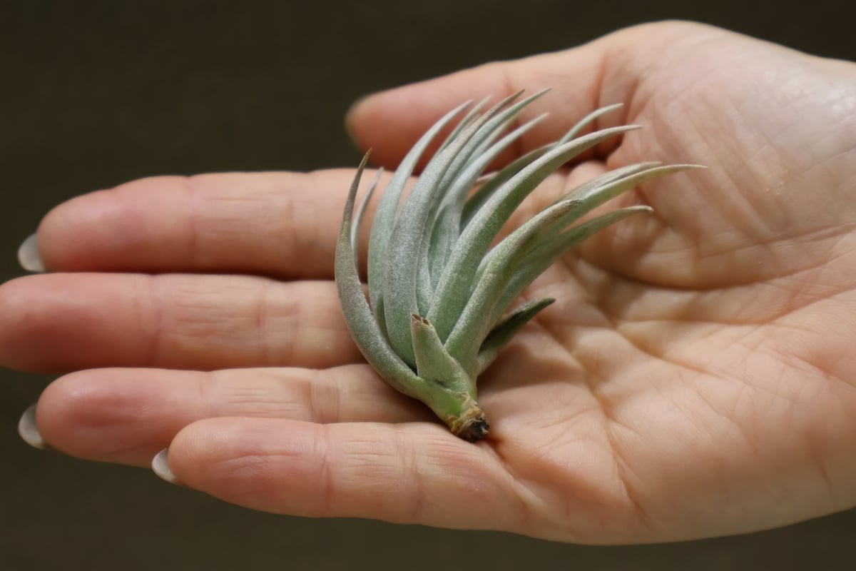 カルミネア 18号 | air-plants TENGU-DO