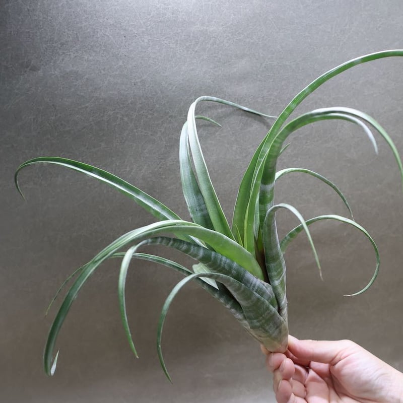 フレクスオーサ ツイスティッドフォーム 30号 | air-plants TENGU-DO