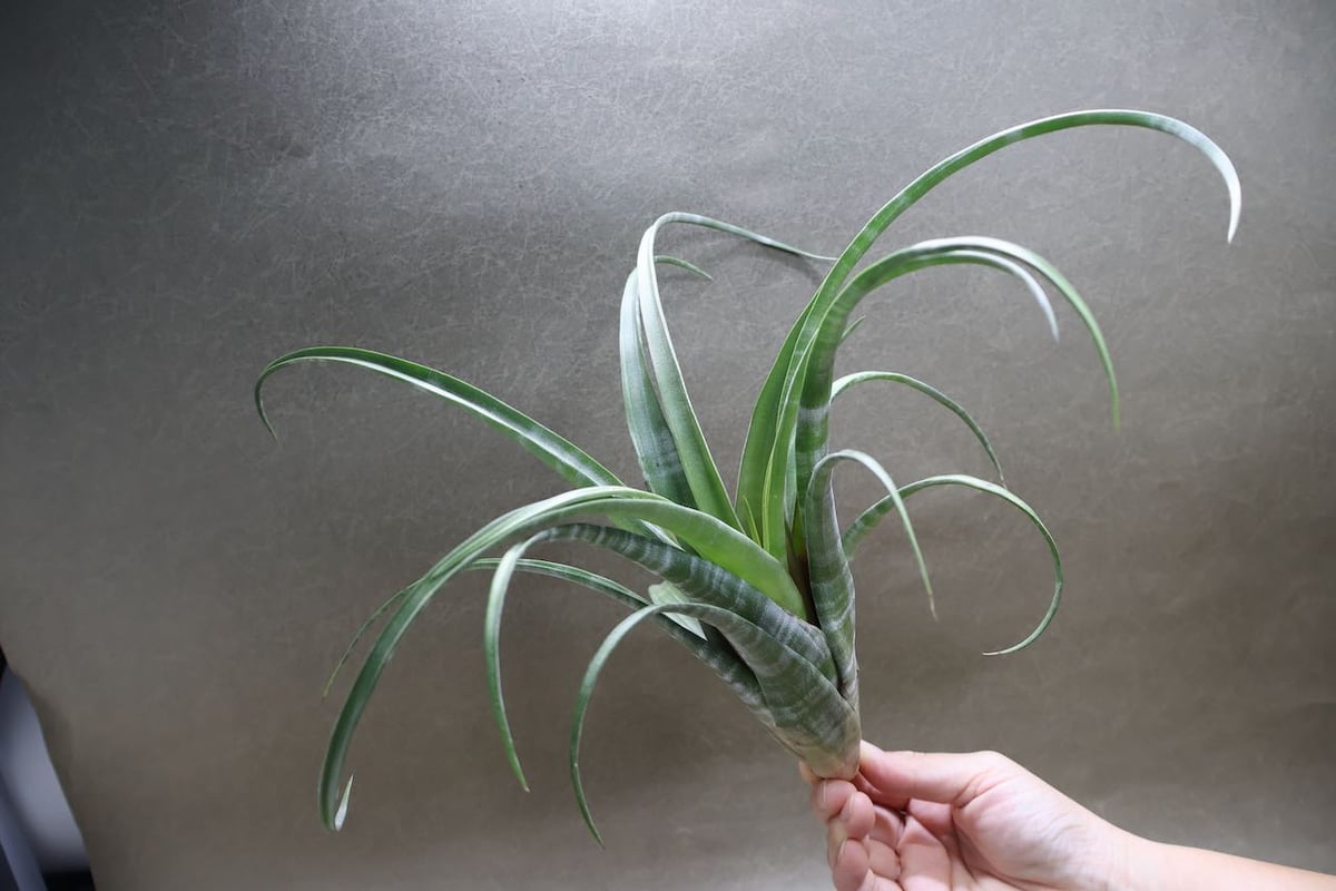 フレクスオーサ ツイスティッドフォーム 30号 | air-plants TENGU-DO フレクスオーサ ツイスティッドフォーム 30号 | air-plants TENGU-DO