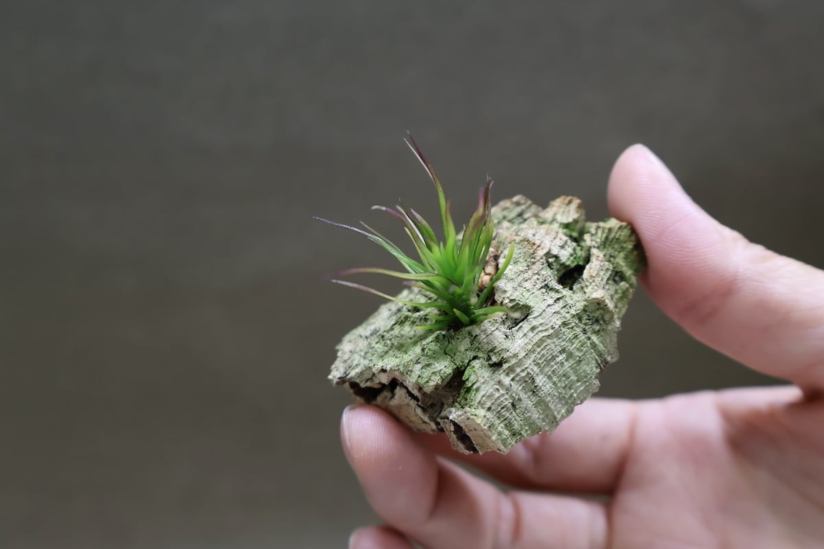 【みぃこどん】Tillandsia 4点セット イッツィービッツィー 41号 | air-plants TENGU-DO