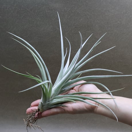 CATEGORY エアープランツ（ティランジア） | air-plants TENGU-DO