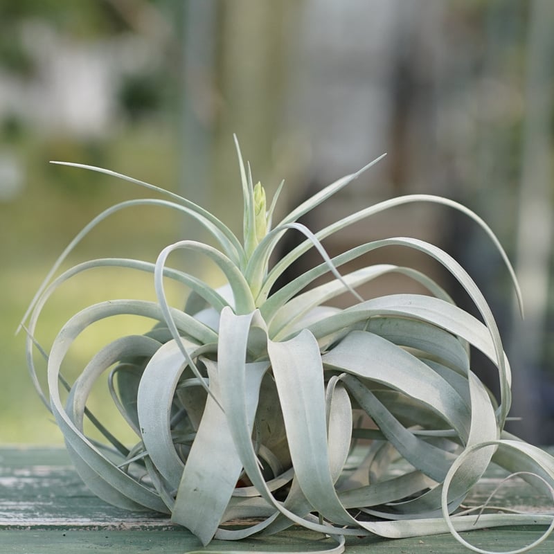 スタッフ特選】キセログラフィカ 花芽付き A号 | air-plants TENGU-DO