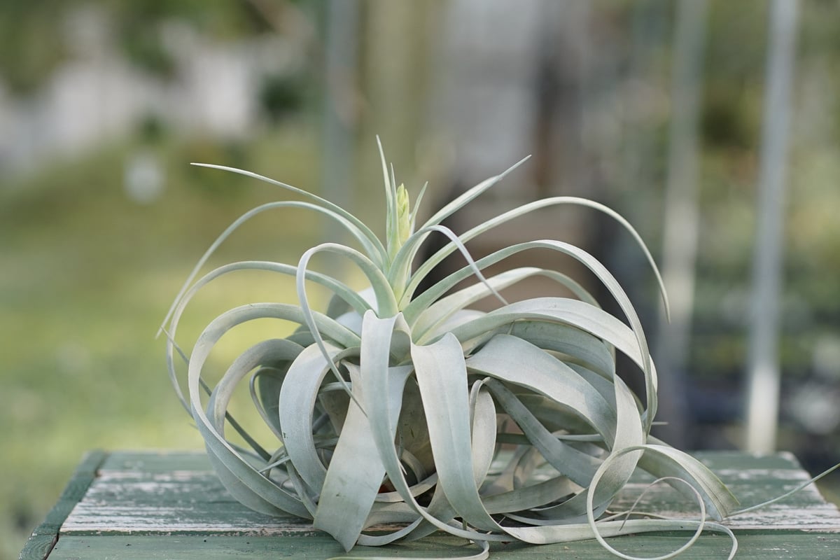 スタッフ特選】キセログラフィカ 花芽付き A号 | air-plants TENGU-DO