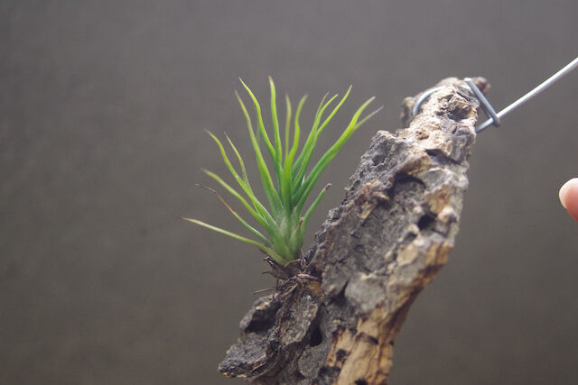 チランジア　イッツィービッツィー 謎多き小型種【ショータイム イッツィービッツィー】Tillandsia