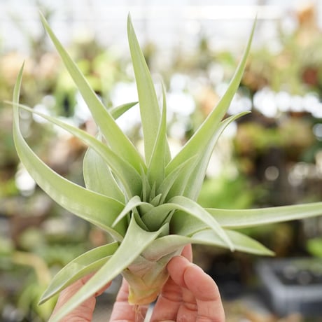 CATEGORY 品種名：A/B/C/D | air-plants TENGU-DO