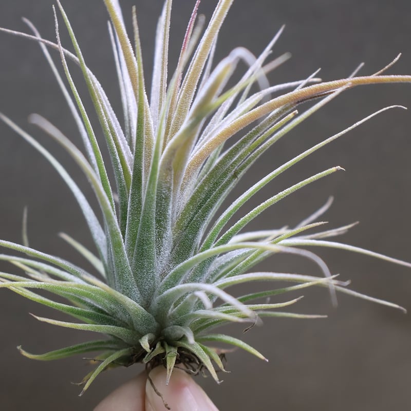 イオナンタフエゴ × エーレルシアナ 01号 | air-plants TENGU-DO イオナンタフエゴ × エーレルシアナ 01号 | air-plants TENGU-DO