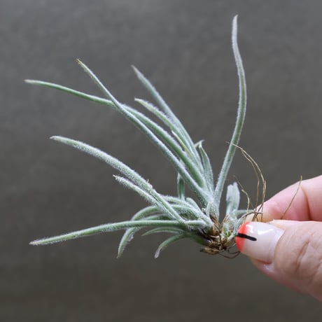 【送料無料】'Kraken'〔エアプランツ〕現品発送T5147 CATEGORY エアープランツ（ティランジア） | air-plants TENGU-DO