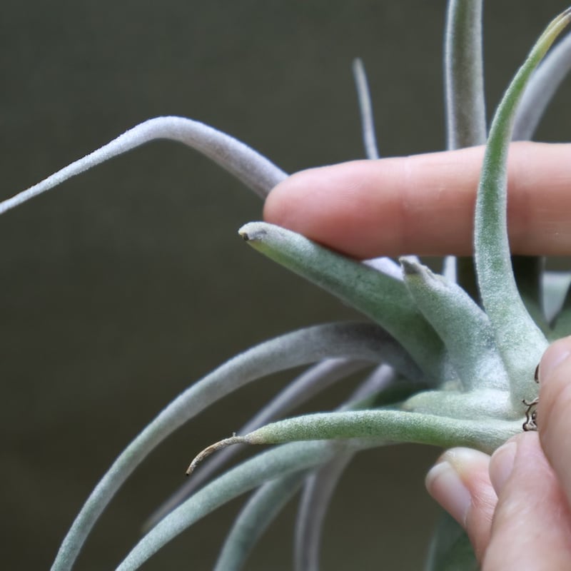 チアペンシス × エーレルシアナ 02号 | air-plants TENGU-DO