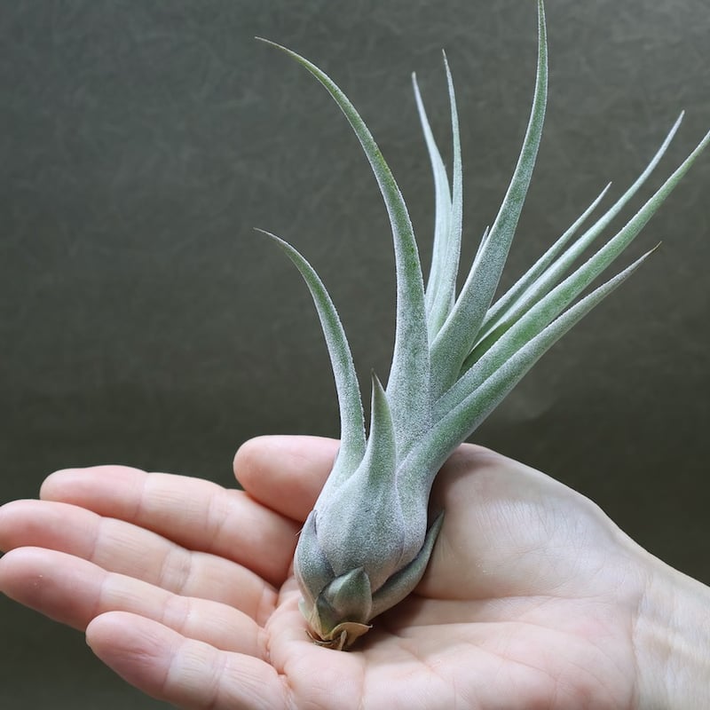 ストレプトフィラ x セレリアナ 03号 | air-plants TENGU-DO