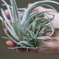 イオナンタ アルボマージナータ Sサイズ 41号 | air-plants TENGU-DO イオナンタ アルボマージナータ Sサイズ 41号 | air-plants TENGU-DO