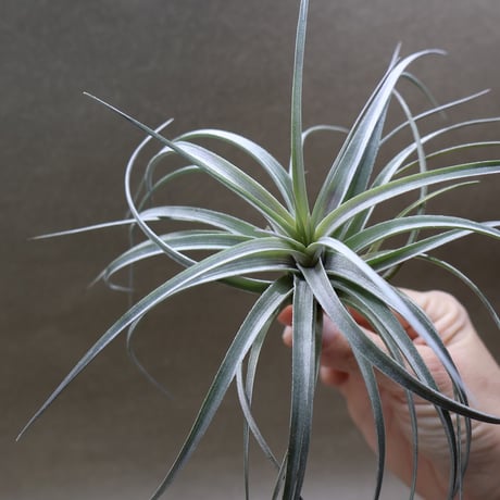 ヘドロ沼 様　ご確認用　イオナンタ　プレデター ヘドロ沼 様 ご確認用 イオナンタ プレデター イオナンタ プレデターの