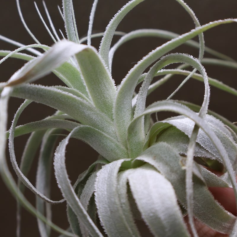 チャペウエンシス 07号 | air-plants TENGU-DO