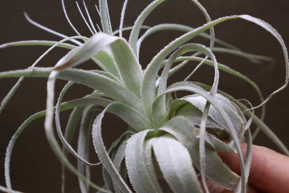 チャペウエンシス 07号 | air-plants TENGU-DO