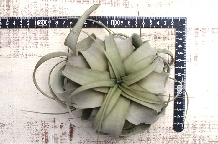 キセログラフィカ Sサイズ | air-plants TENGU-DO