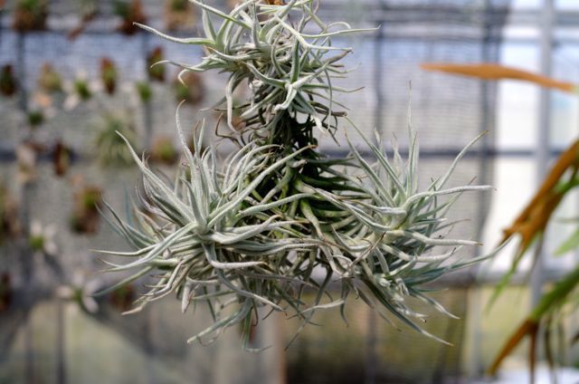 パレアセアクランプ Large size | air-plants TENGU-DO パレアセアクランプ Large size | air-plants TENGU-DO