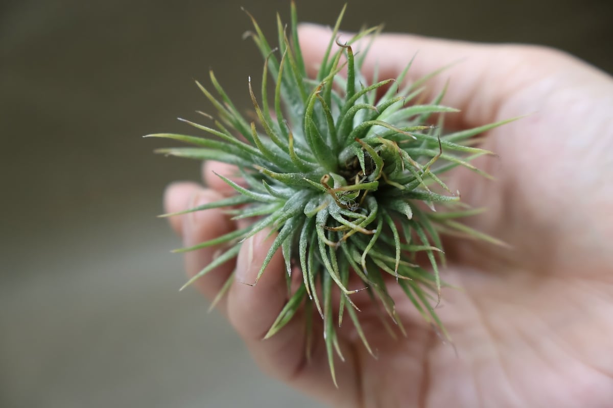 イオナンタ プレアデス 67号 | air-plants TENGU-DO