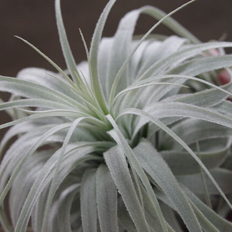 チャペウエンシス チュリフォルミス 01号 | air-plants TENGU-DO