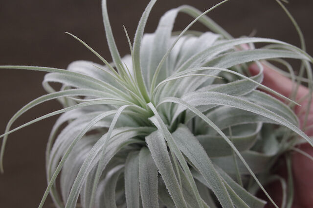 チャペウエンシス チュリフォルミス 01号 | air-plants TENGU-DO