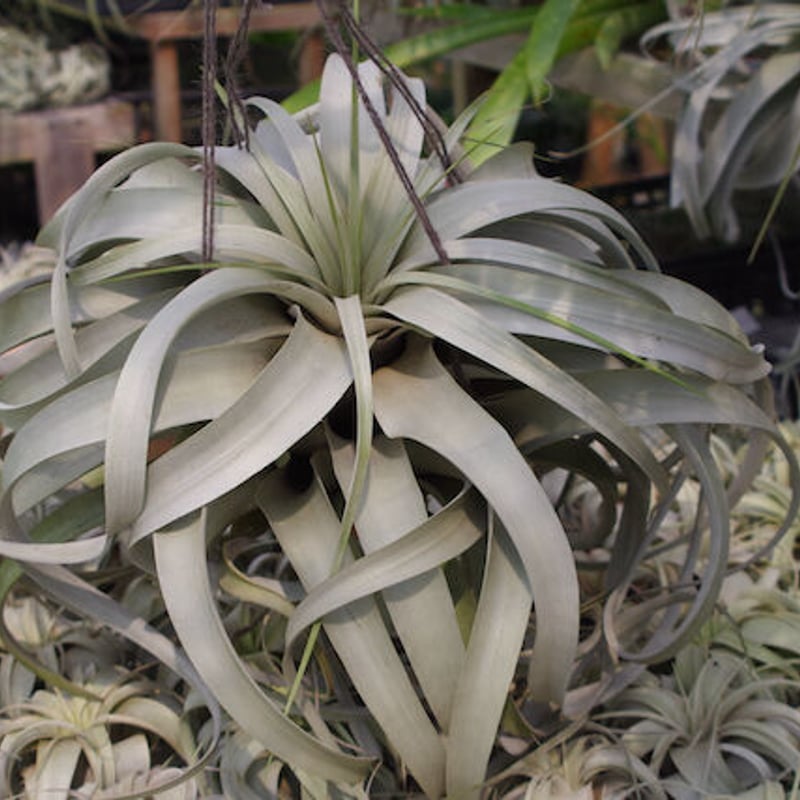 キセログラフィカ 特大2X Lサイズ 03号 | air-plants TENGU-DO