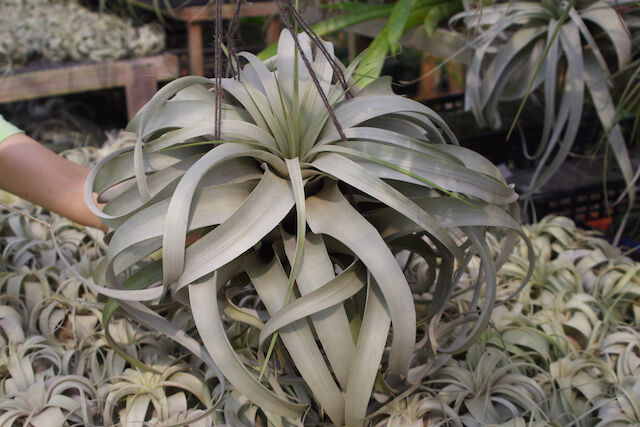 エアープランツ　チランジア　キセログラフィカ　特大　花芽 キセログラフィカ 特大2X Lサイズ 03号 | air-plants TENGU-DO