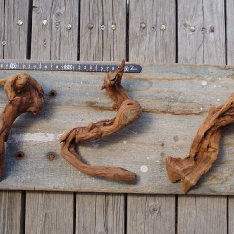 インドネシア産マングローブ流木 Driftwoods | air-plants TENGU-DO