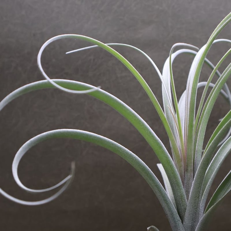 エクセルタxカピタータ ドミンゲンシス 05号 | air-plants TENGU-DO