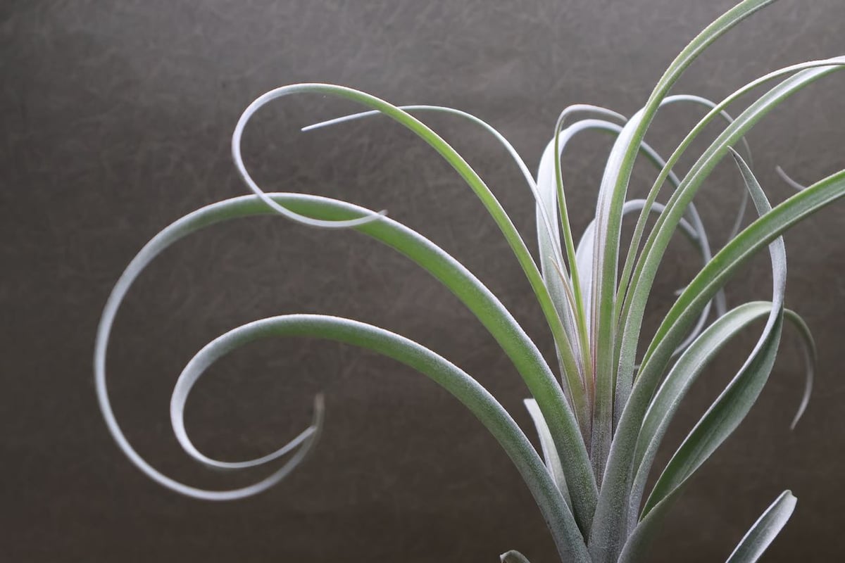 エクセルタxカピタータ ドミンゲンシス 05号 | air-plants TENGU-DO