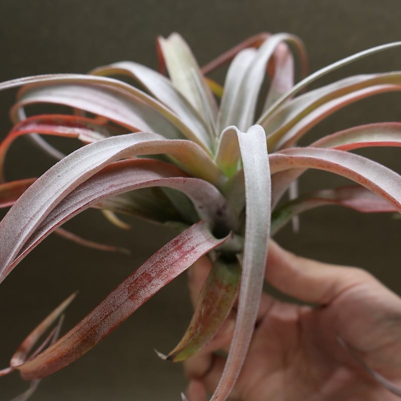 ココナッツグローブ（ チアペンシス × カピタータレッド ) 15号 | air