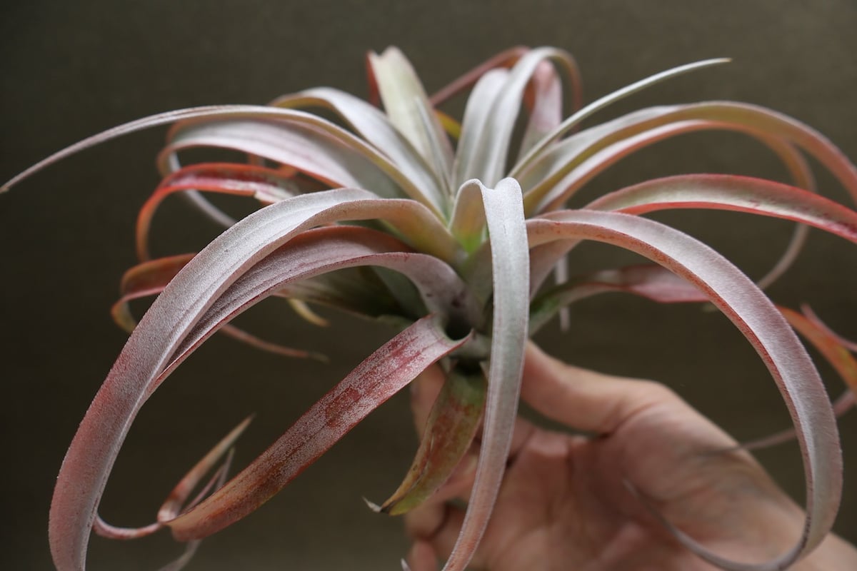 ココナッツグローブ（ チアペンシス × カピタータレッド ) 15号 | air