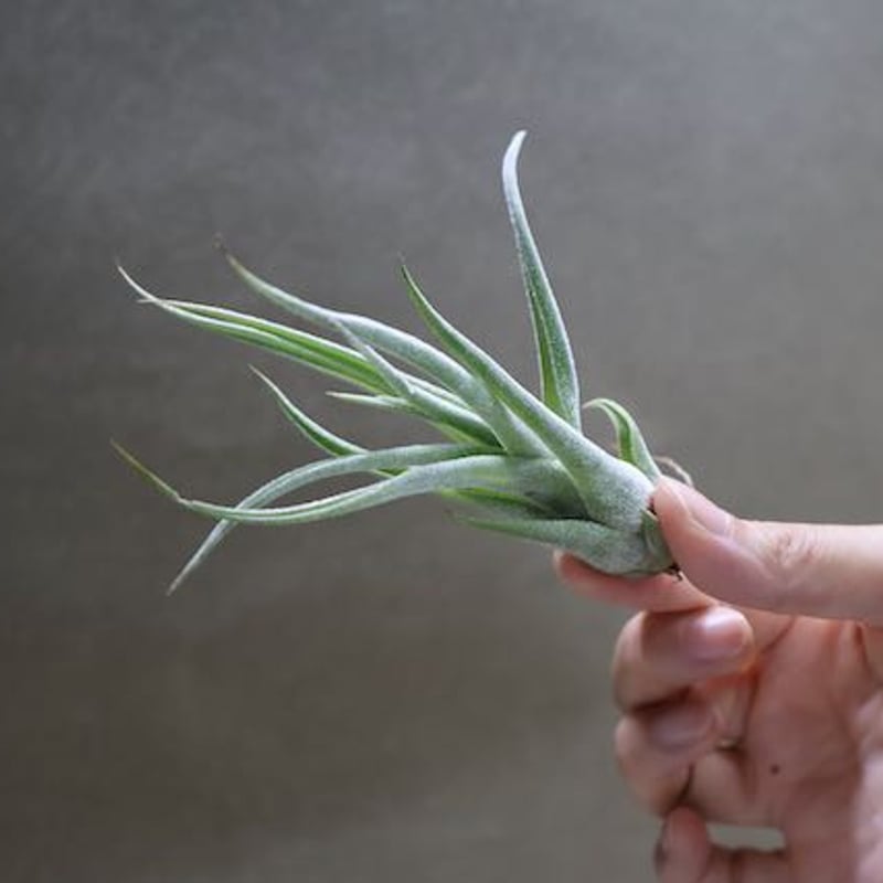 セレリアナ ×ストレプトフィラ Sサイズ04号 | air-plants TENGU-DO