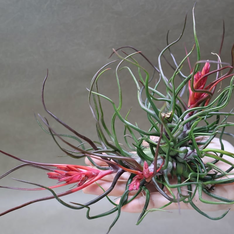 ブルボーサ クランプ 24号 | air-plants TENGU-DO