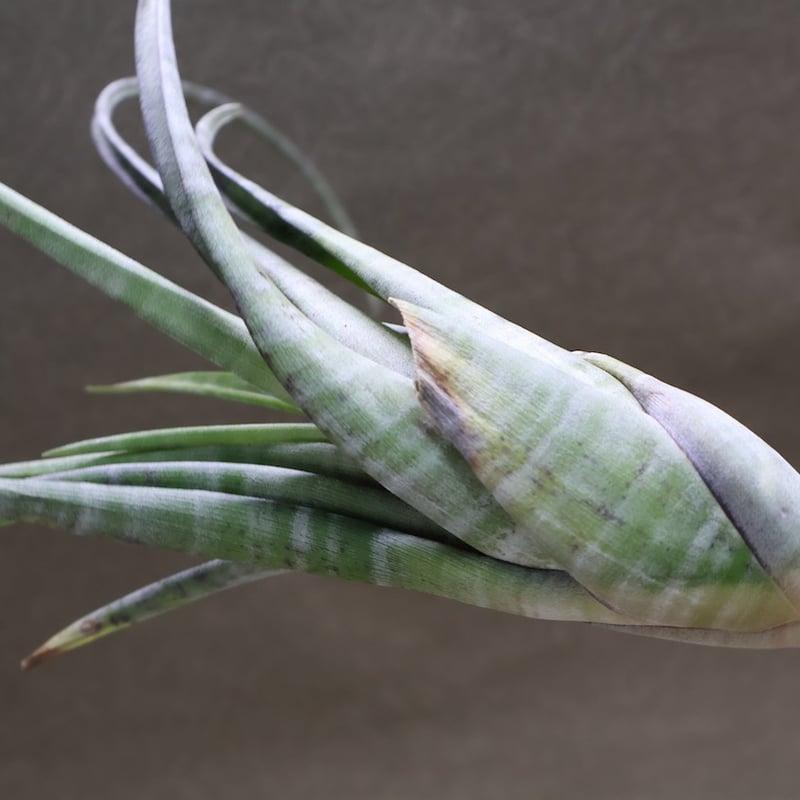 チランジア　フレクスオサ　ツイスト　ジャイアントフォーム Tropiflora チランジア・フレクスオーサ・ジャイアントフォーム Tillandsia