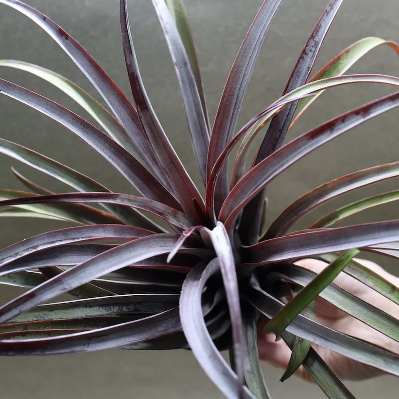 カピタータ ドミンゲンシス XL 35号 | air-plants TENGU-DO