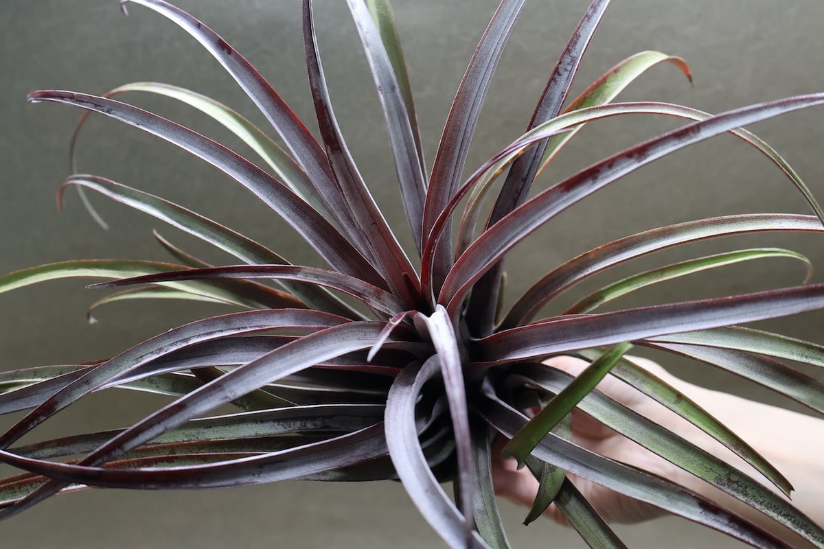 カピタータ ドミンゲンシス XL 35号 | air-plants TENGU-DO