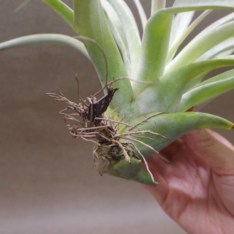 チランジア パドレ パドレ（ローランドゴッセリニーxチアペンシス）04号 | air-plants