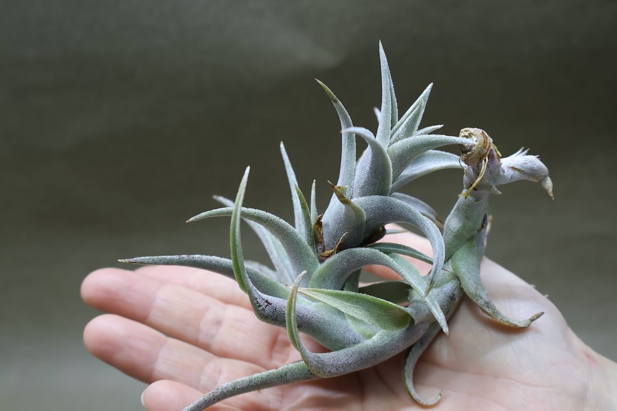 チランジア エディシアエ (T.edithiae)流木付け エディシアエ 08号 | air-plants TENGU-DO