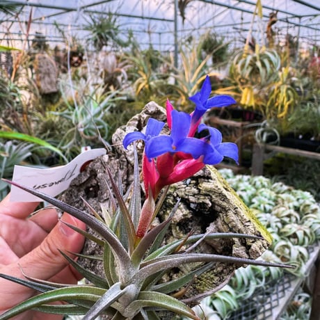 CATEGORY 品種名：I/J/K/L | air-plants TENGU-DO