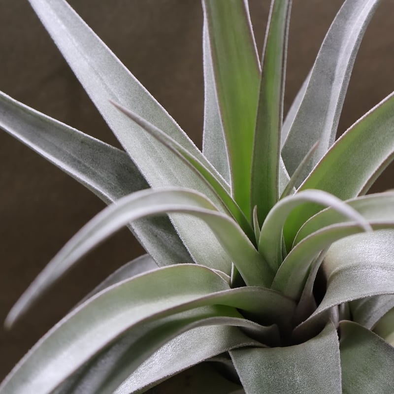 ベアコレアーレ（ストレプトフィラ x チアペンシス）05号 | air-plants