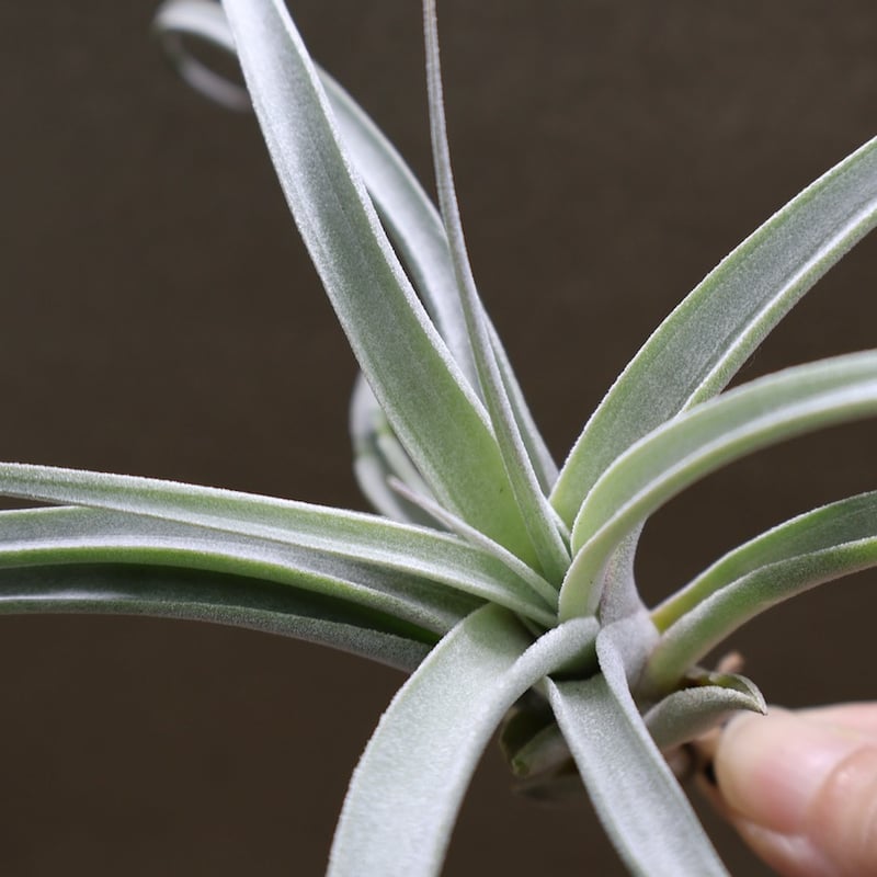キセログラフィカ × チアペンシス 09号 | air-plants TENGU-DO