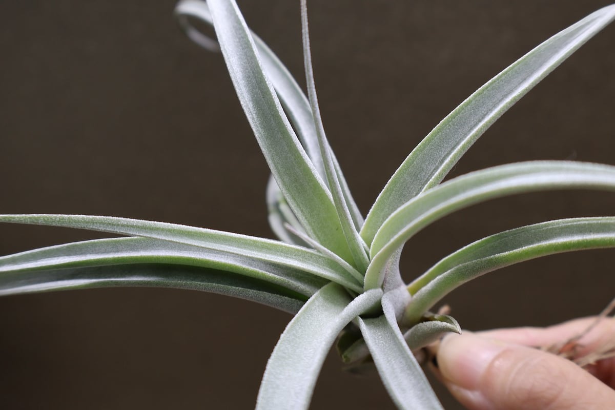 キセログラフィカ × チアペンシス 09号 | air-plants TENGU-DO