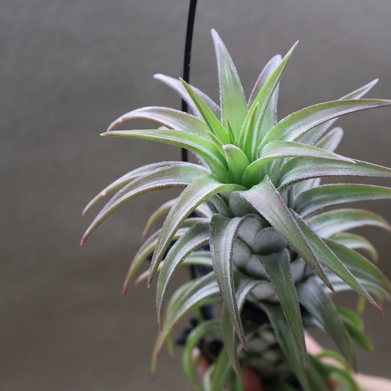 イオナンタ バンハイニンギー 56号 | air-plants TENGU-DO イオナンタ バンハイニンギー 56号 | air-plants TENGU-DO