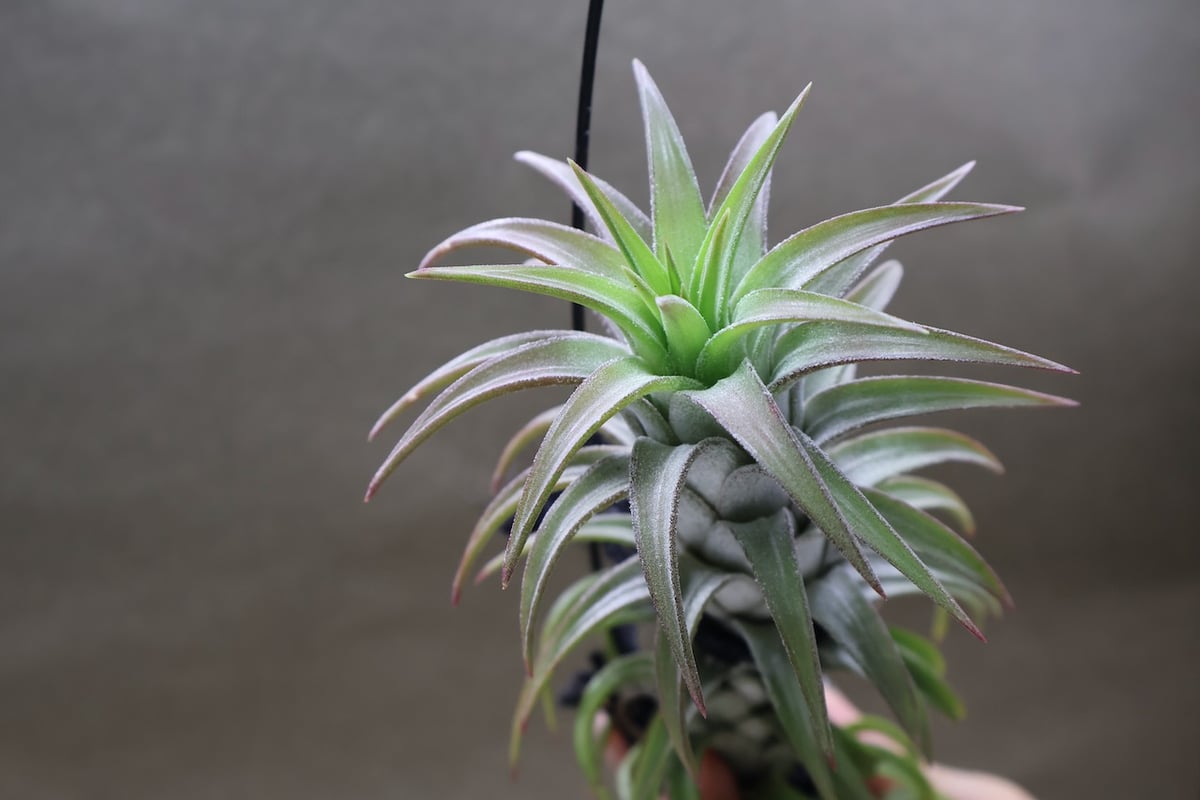 イオナンタ　バンハイニンギー　と　アルビノ イオナンタ バンハイニンギー 56号 | air-plants TENGU-DO