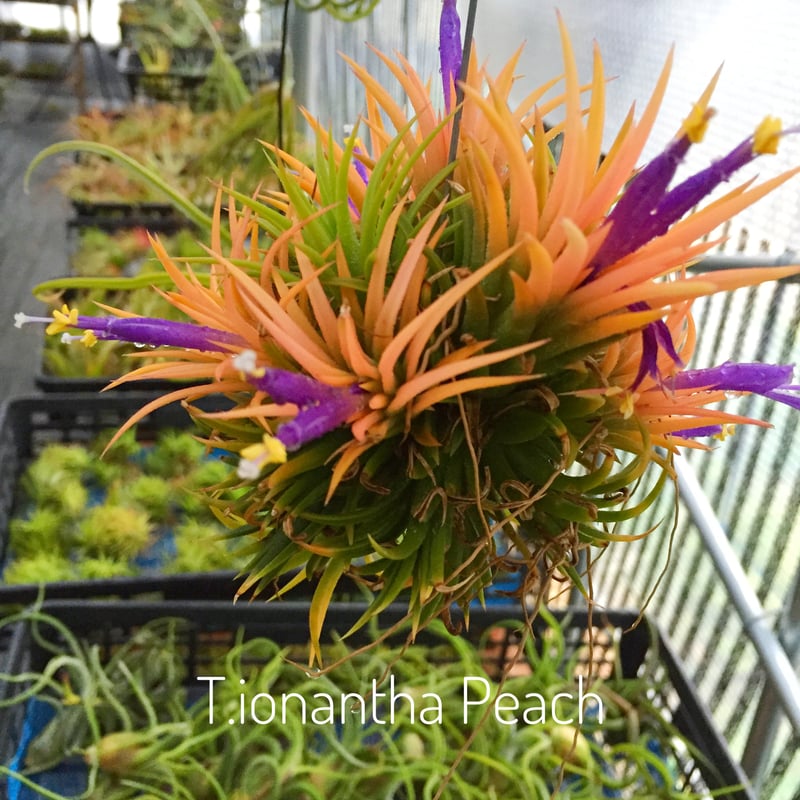 イオナンタピーチ 142号 | air-plants TENGU-DO