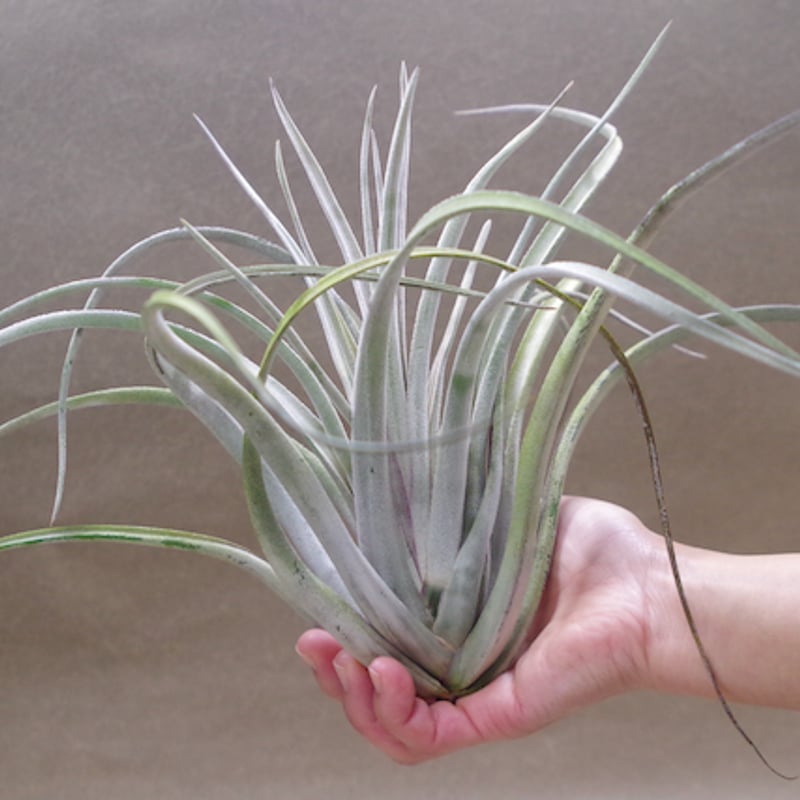 Frontier Plants 現品チランジアクラーケン（カーリースリム綴化