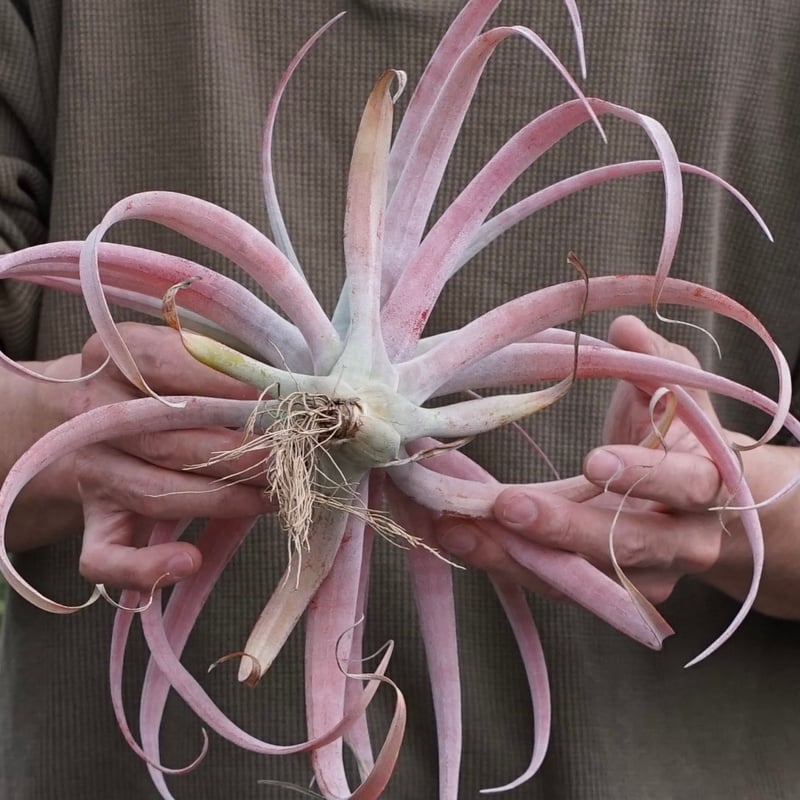 スタッフ特選】ココナッツ・グローブ XL | air-plants TENGU-DO
