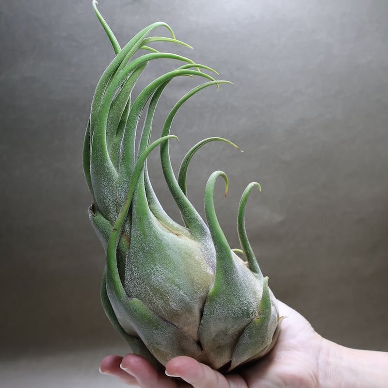 Tillandsia Seleriana Green Giant 速達発送 Tllandsia Seleriana GIANT | air plant addiction